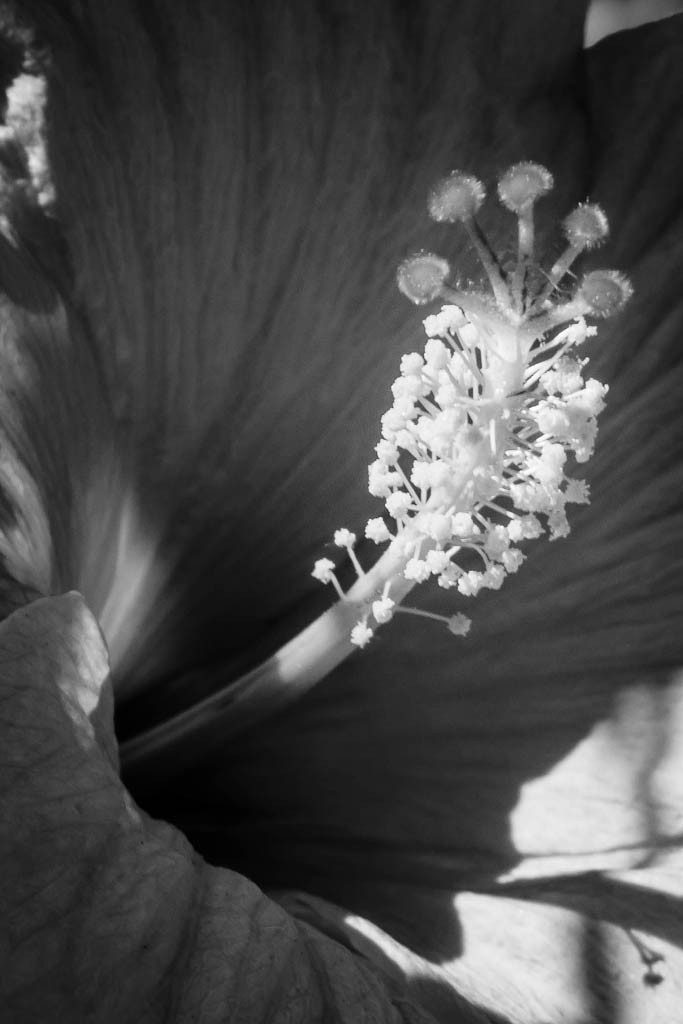 Detail of hibiscus