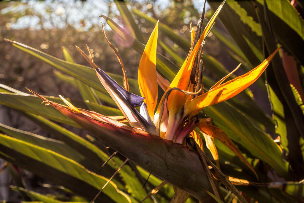 Bird of paradise