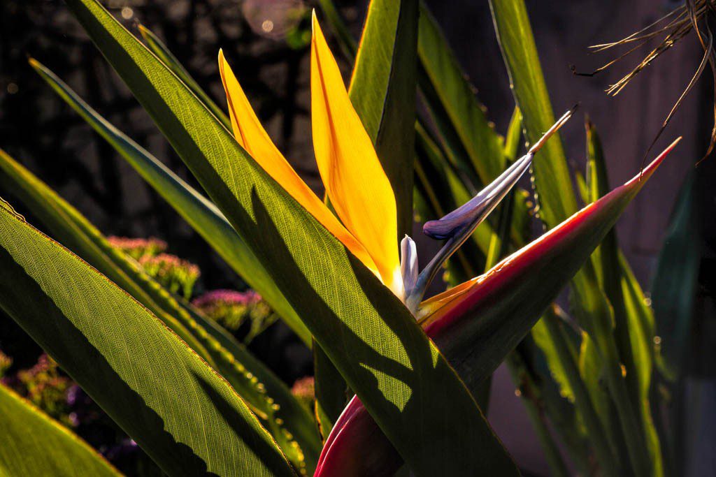 Bird of paradise