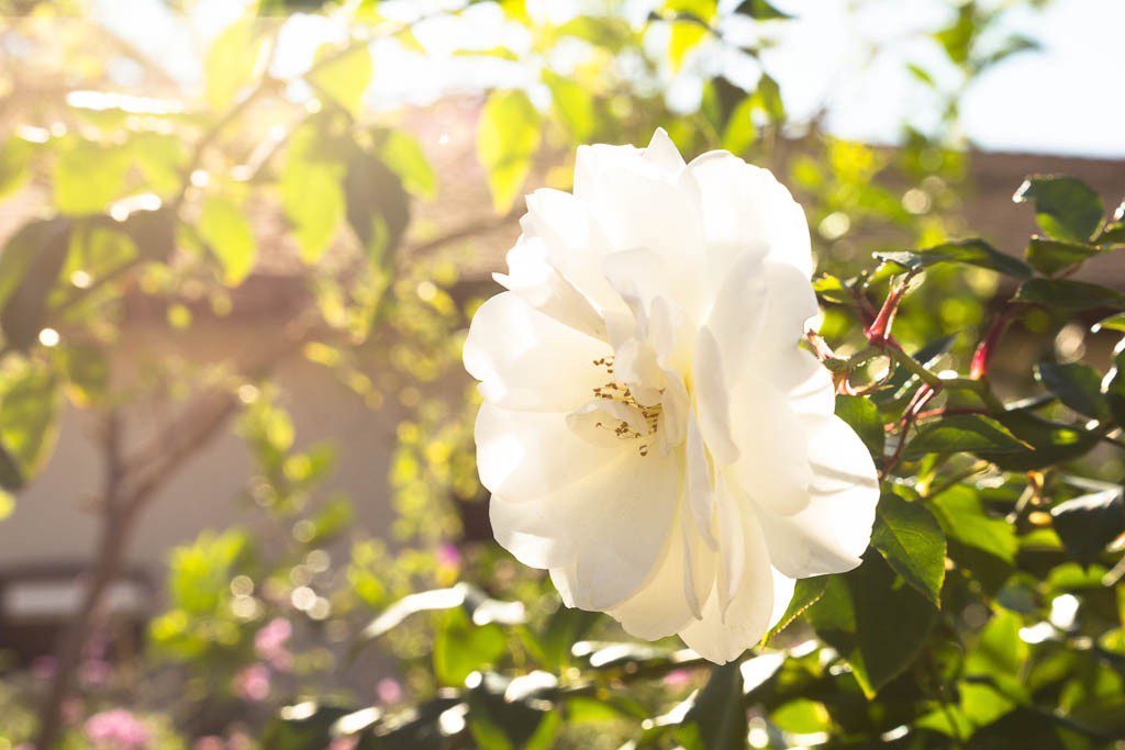 Flower with backlighting