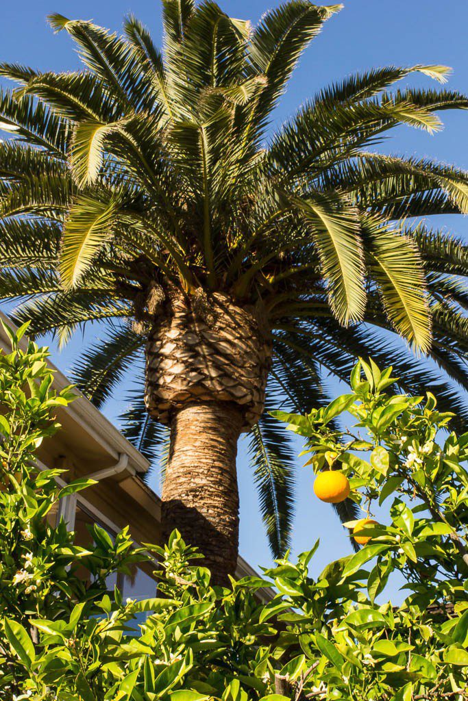 Nothing sums up California like palm trees and oranges