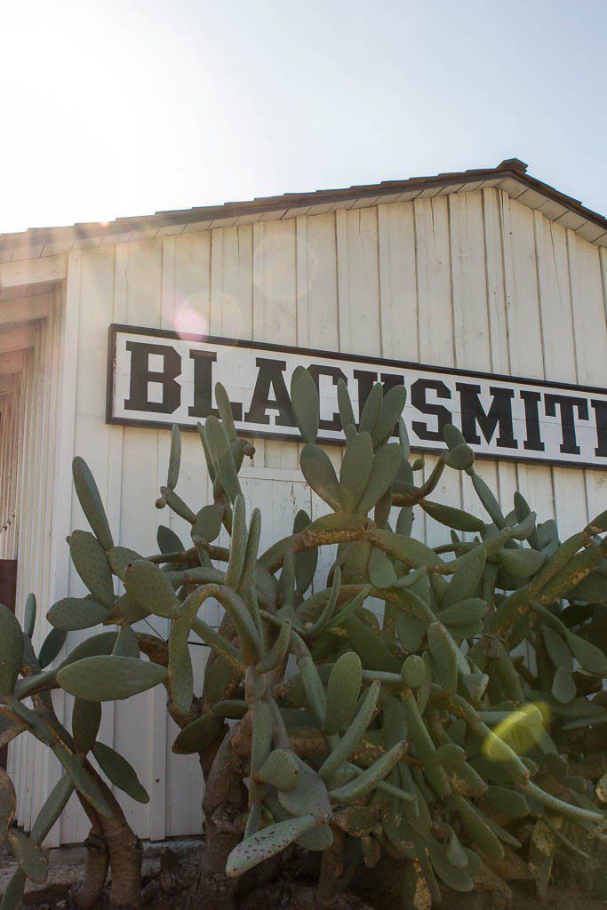 Blacksmith and cactus