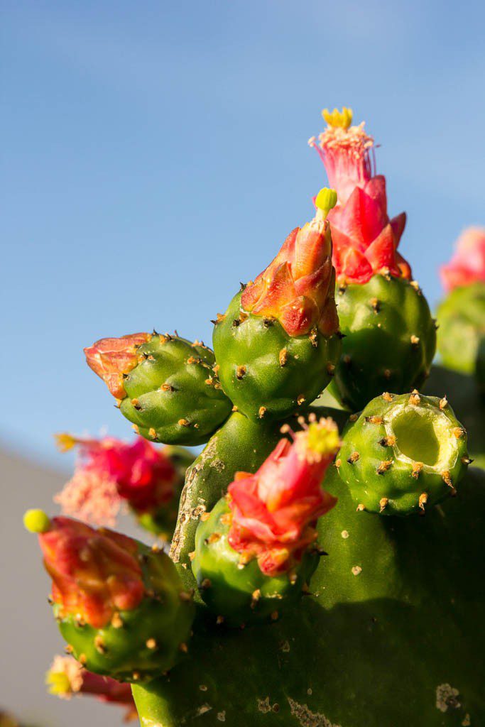 Cactus blooms