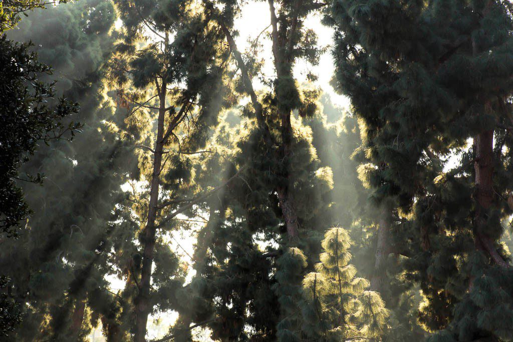 More light through the trees