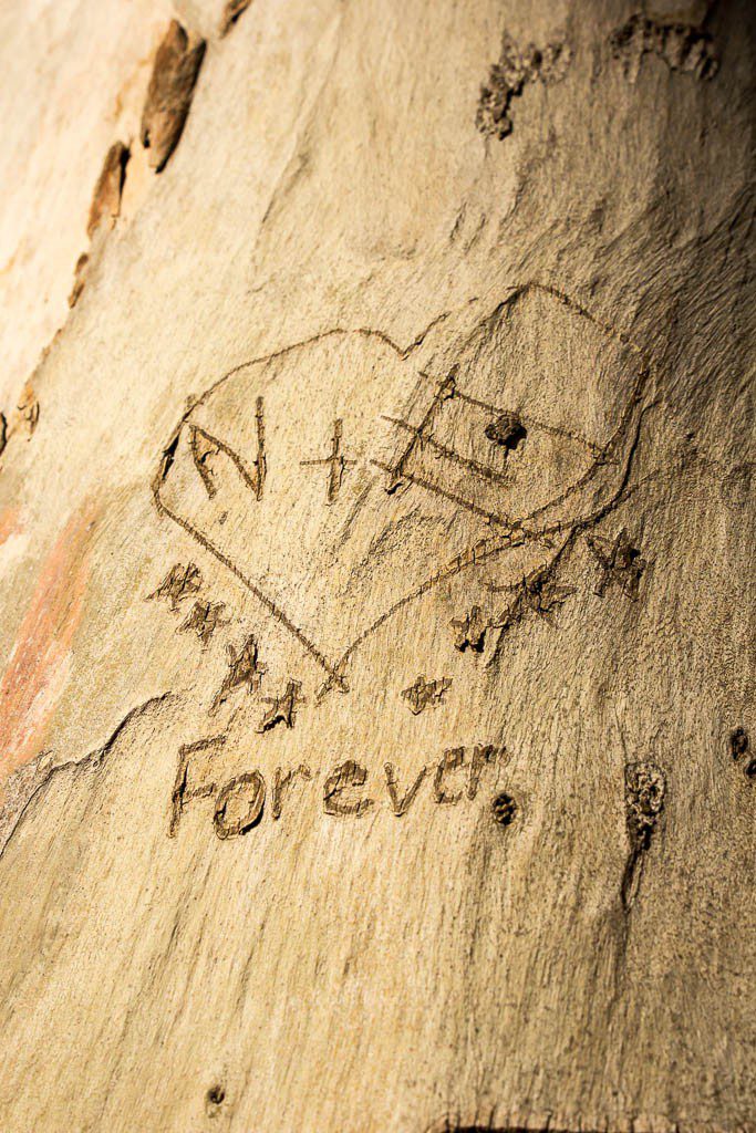 People like to carve their names into the trees