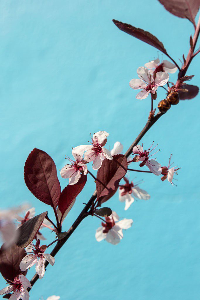 Cherry blossoms against blue paint.