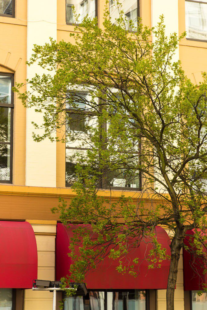 Liked the green tree against the red awnings.