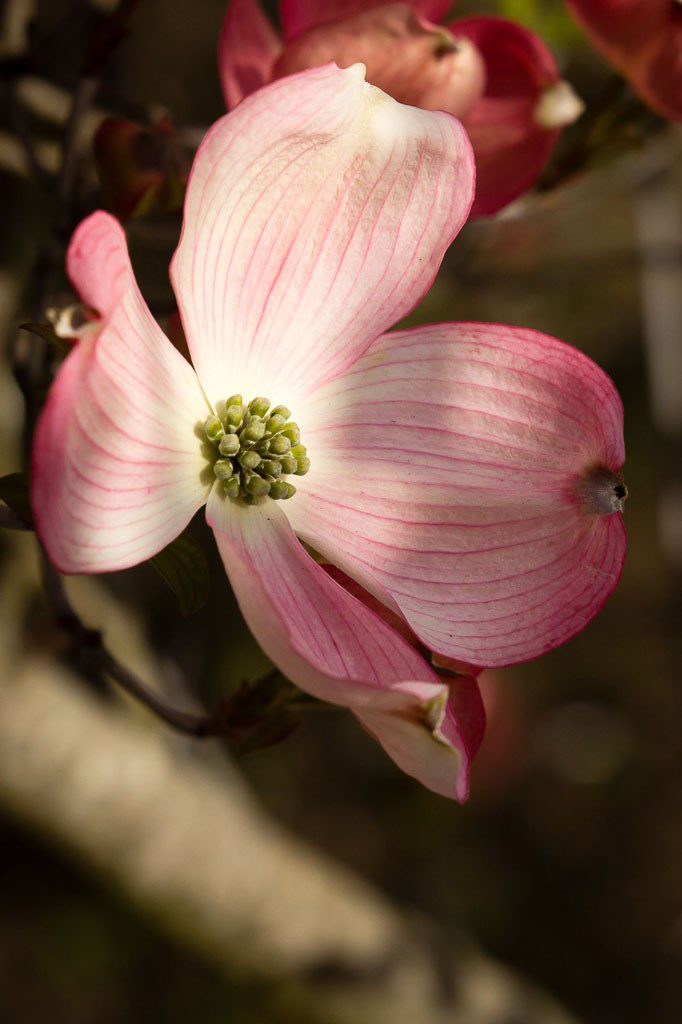 Pretty flowers.