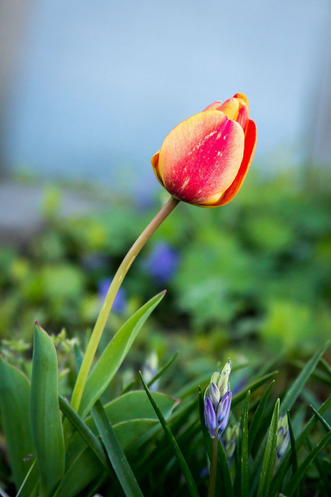 Tulips are in bloom up north right now. We have a few down here though.