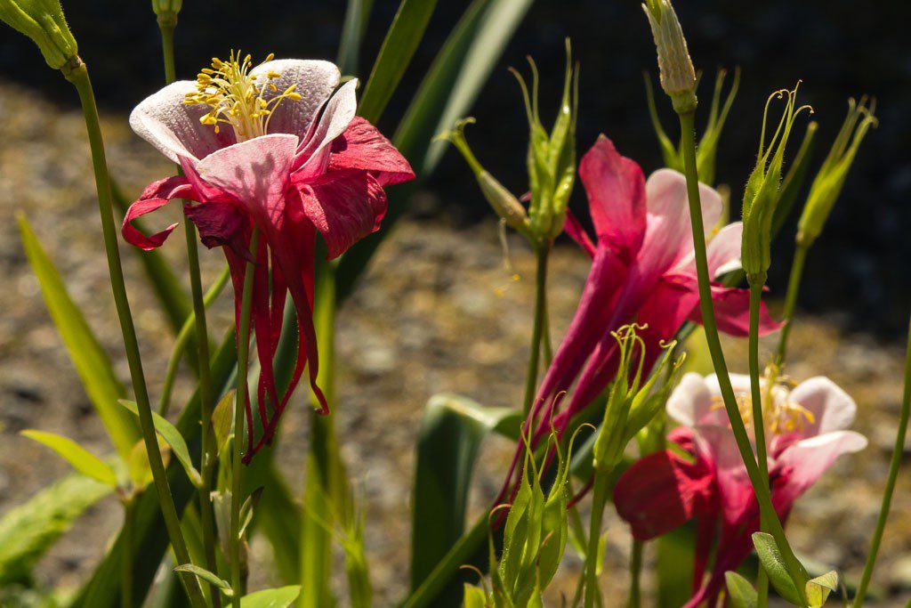 Flowers. Reminds me that I need to go to Hurricane Ridge sometime soon.  The wildflowers should be out soon.