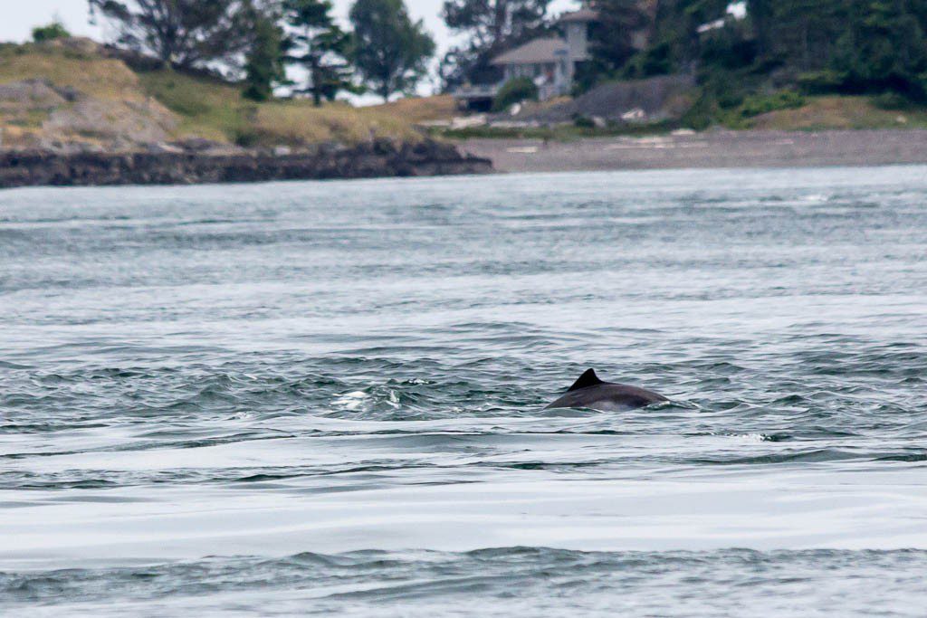 Dolphin swimming around probably catching dinner.