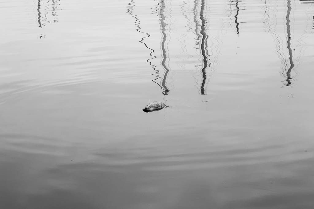 Friday Harbor's resident harbor seal