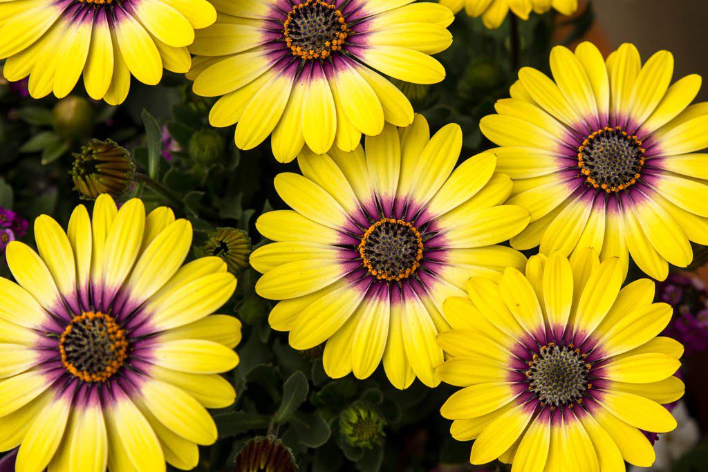 Yellow flowers