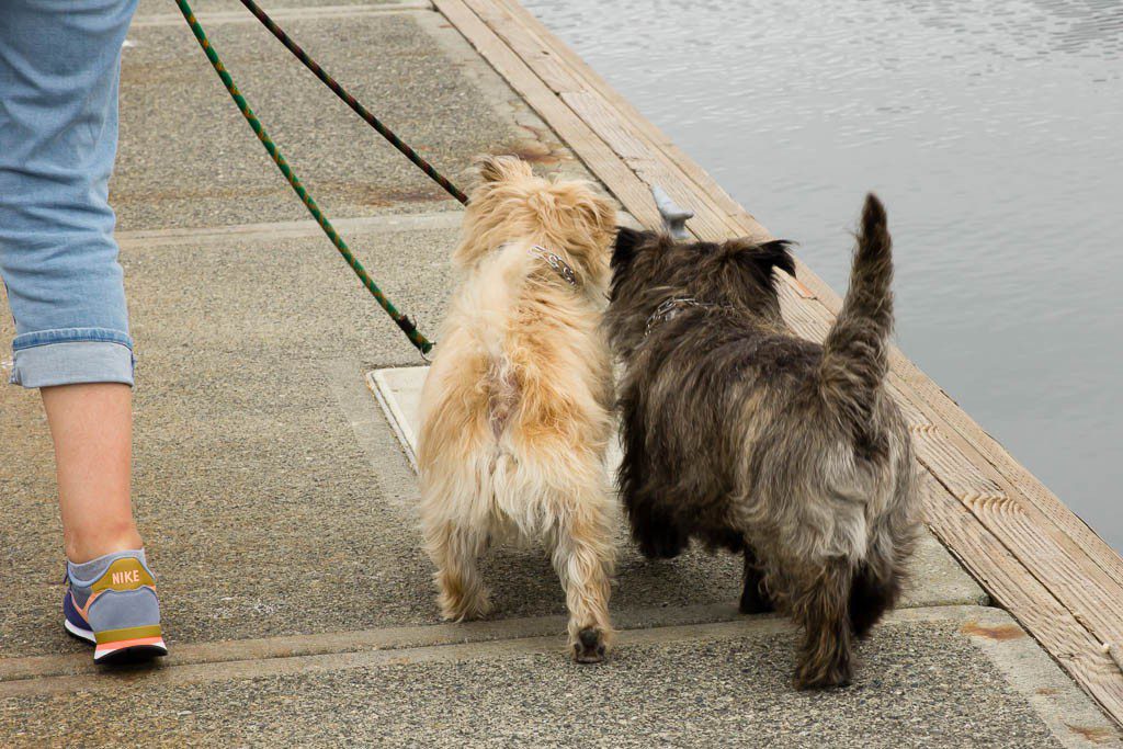 These two were fighting over who got to hold the leash.