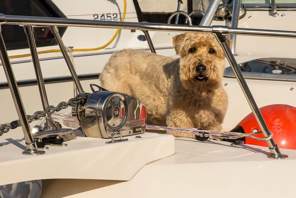 Dog on a boat. It seems like for every person on a boat, each one had a dog. There were SO MANY dogs. 