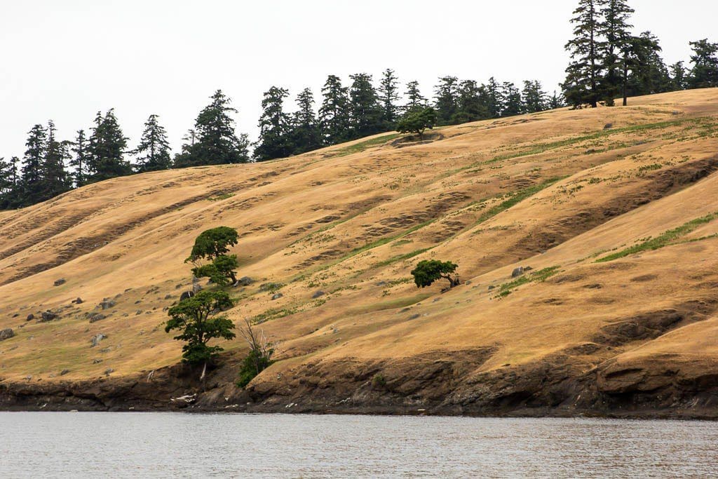 Yellow grass with valleys of green