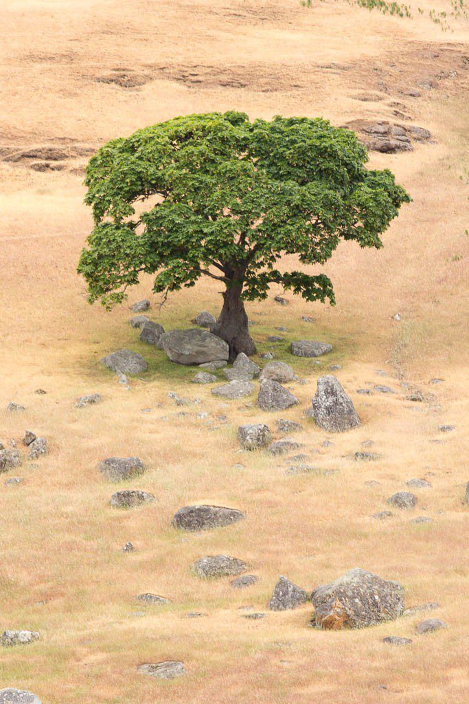 Tree with rocks