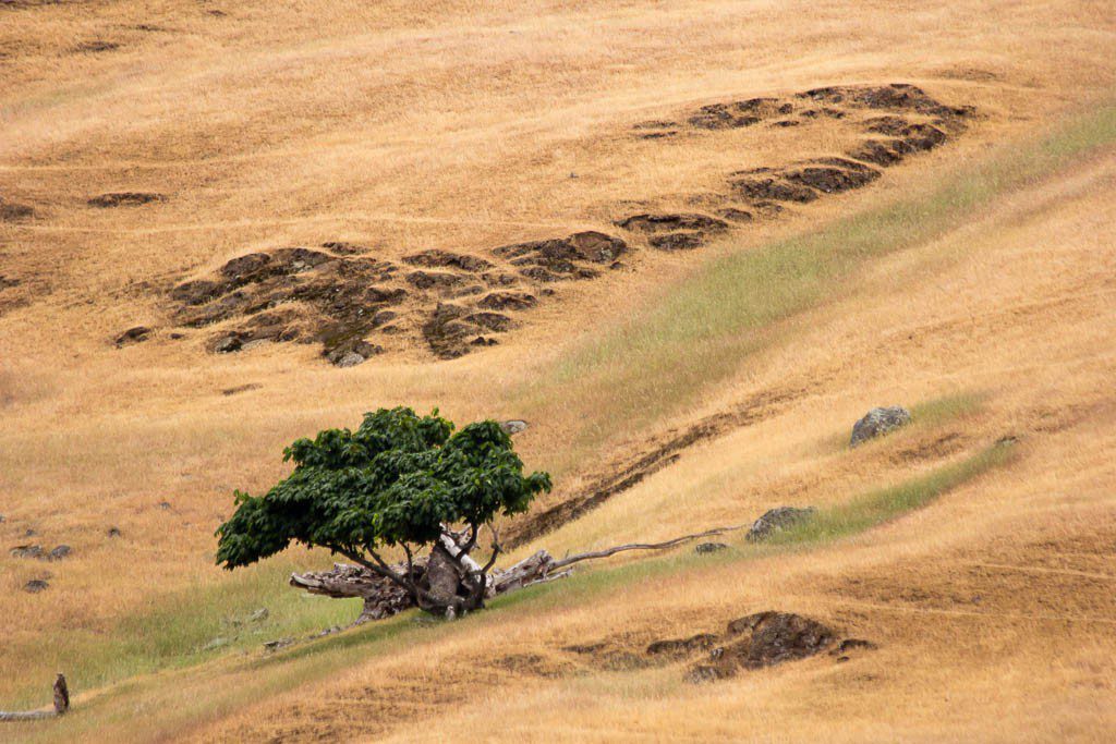 Tree and curve of rocks