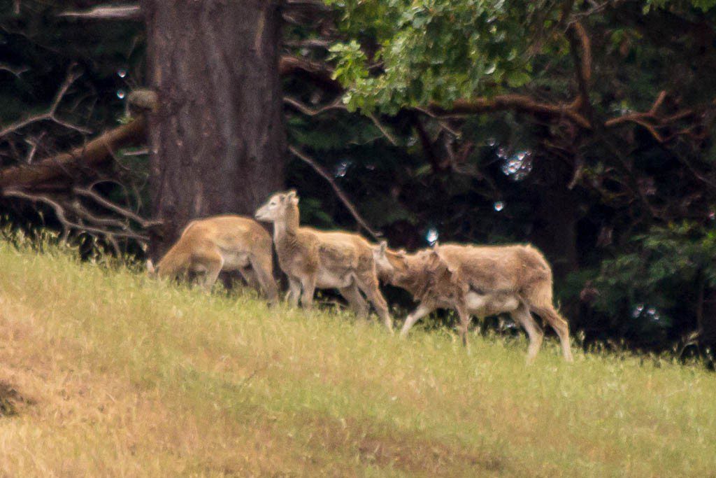 Deer? or maybe exotic African deer? You can never tell out here. 