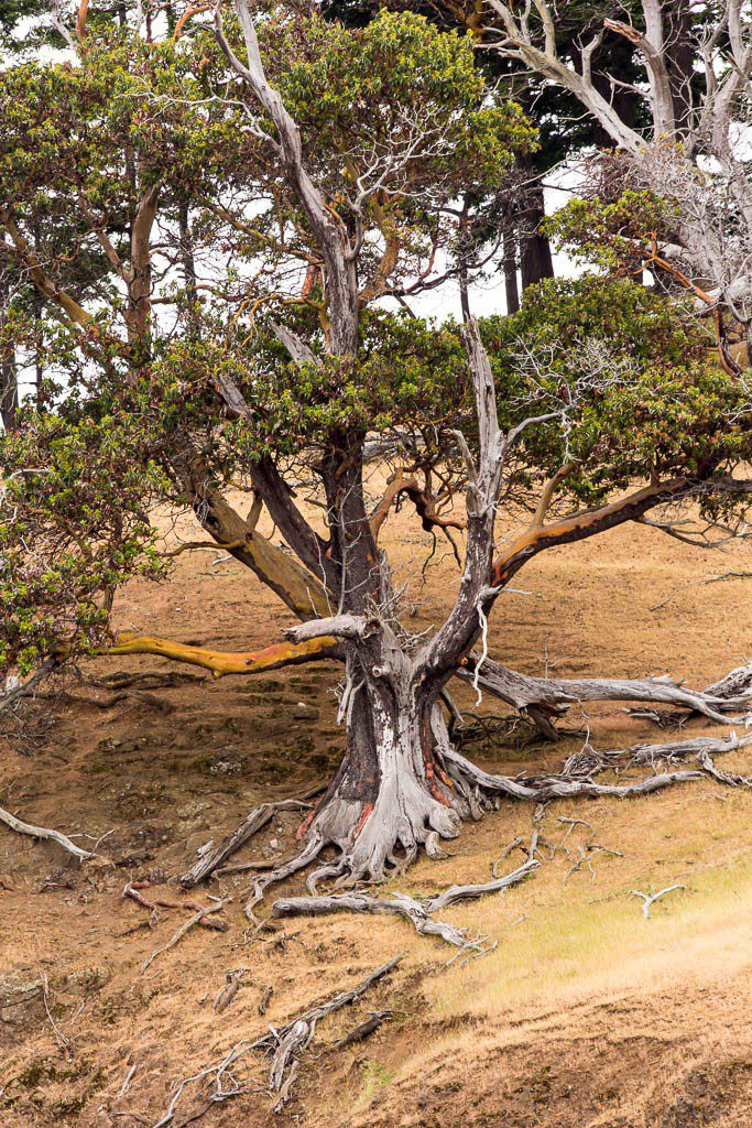 Interesting looking tree at the very end of the island.