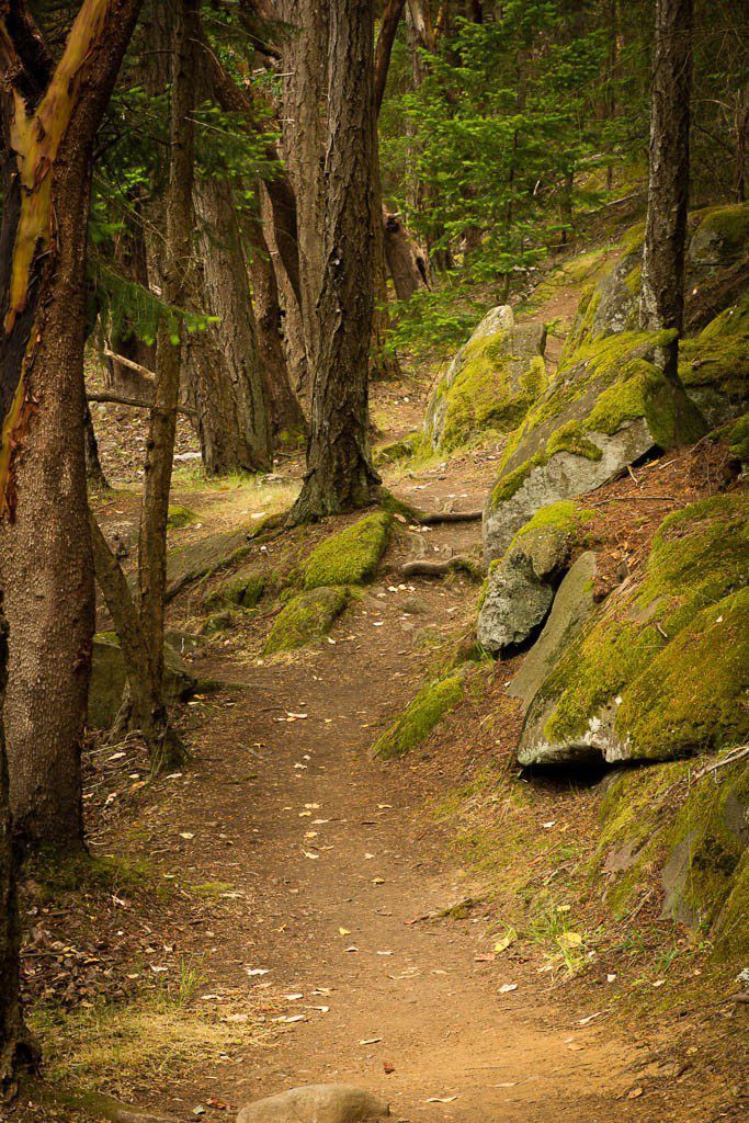 Beautiful hiking trail through the woods