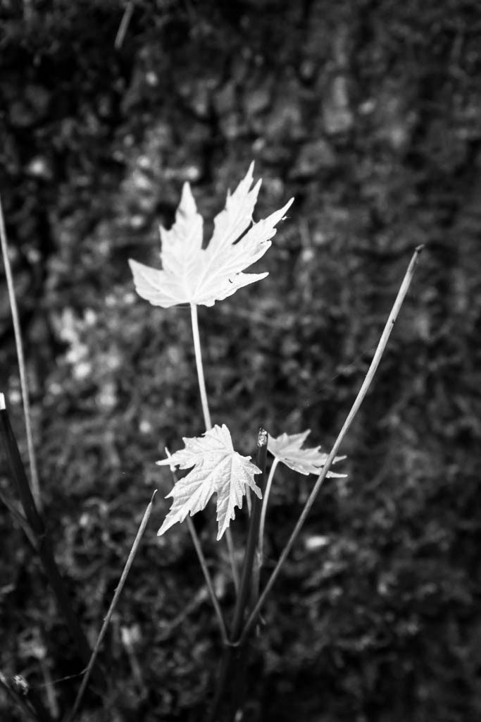 Tree leaves