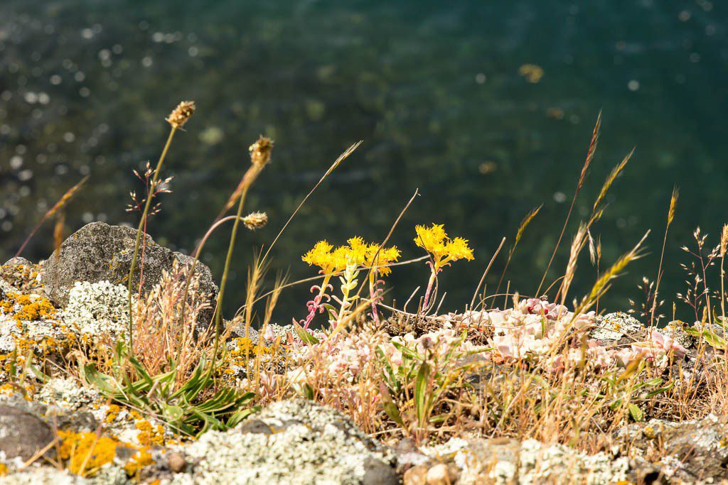 Interesting flowers. 