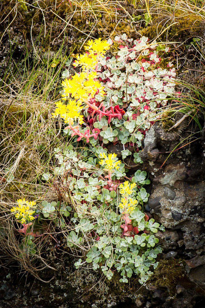 These almost look like succulents