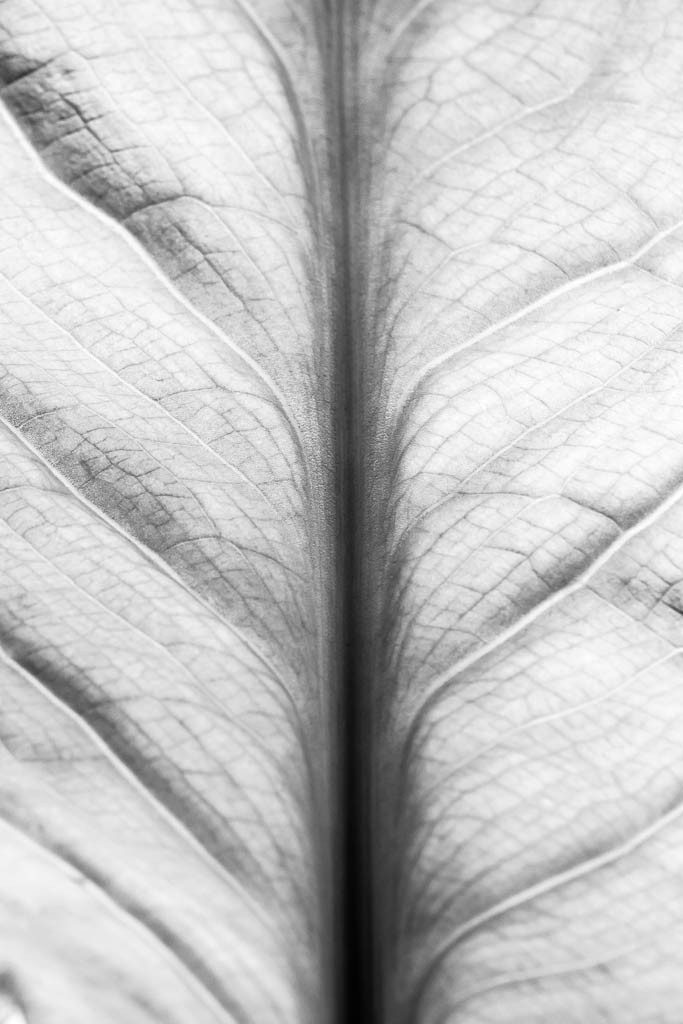 leaf of one of the huge cabbage-like plants growing in the water. 