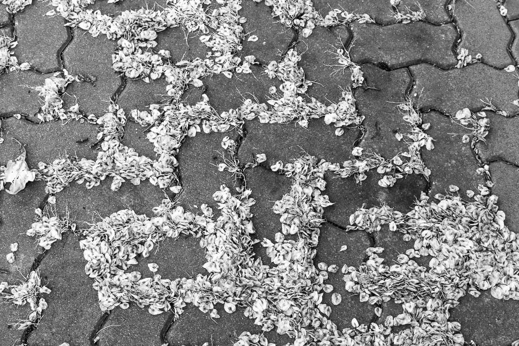 Leaves in the brick