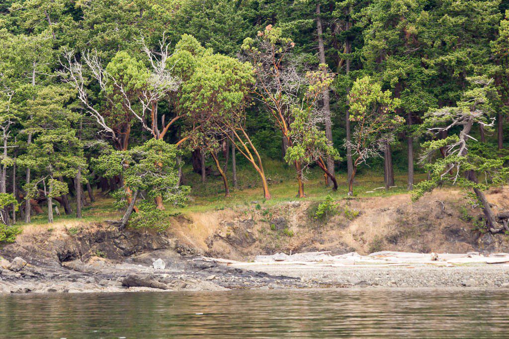 Nice looking beach with Madrona trees