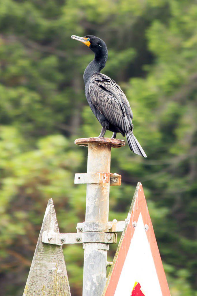 Closeup of the bird. Still really impressed with my $200 zoom lens. ;)