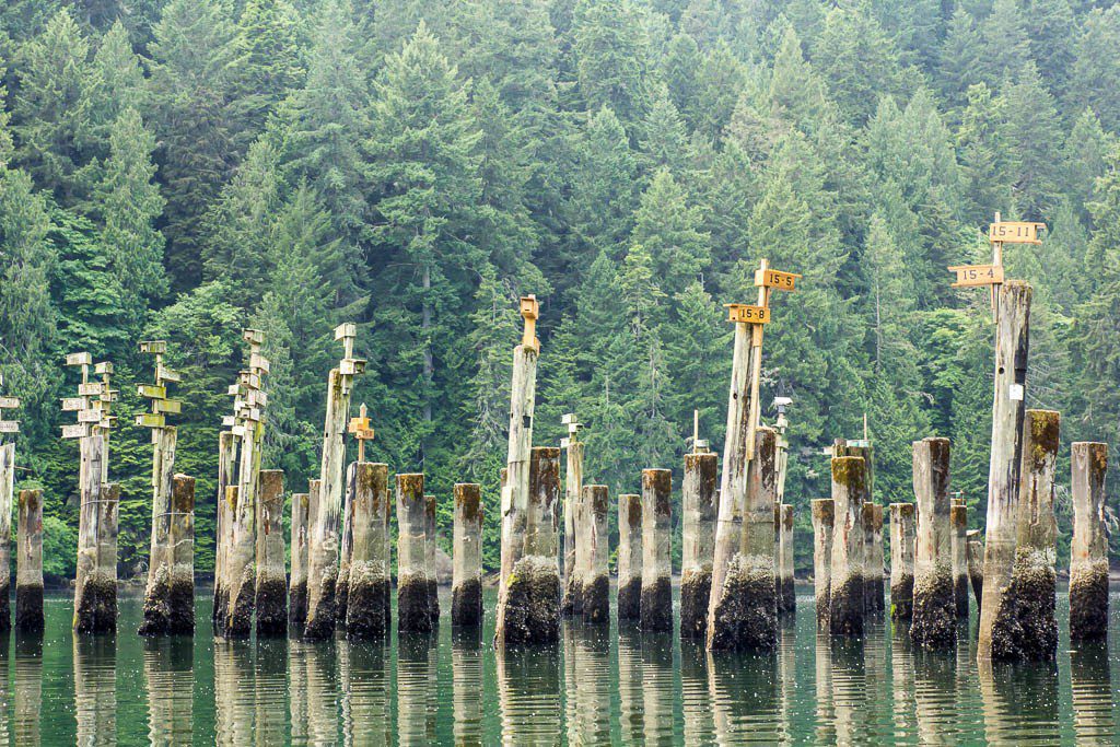 Old pilings. They have bird houses on them now!