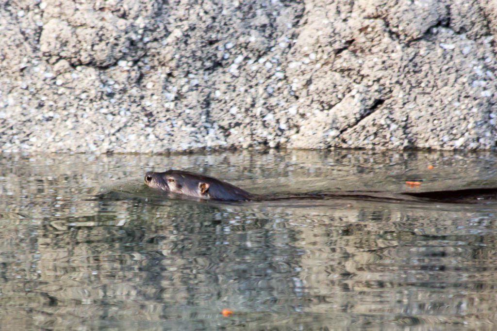 Cute little seal fishing by our boat