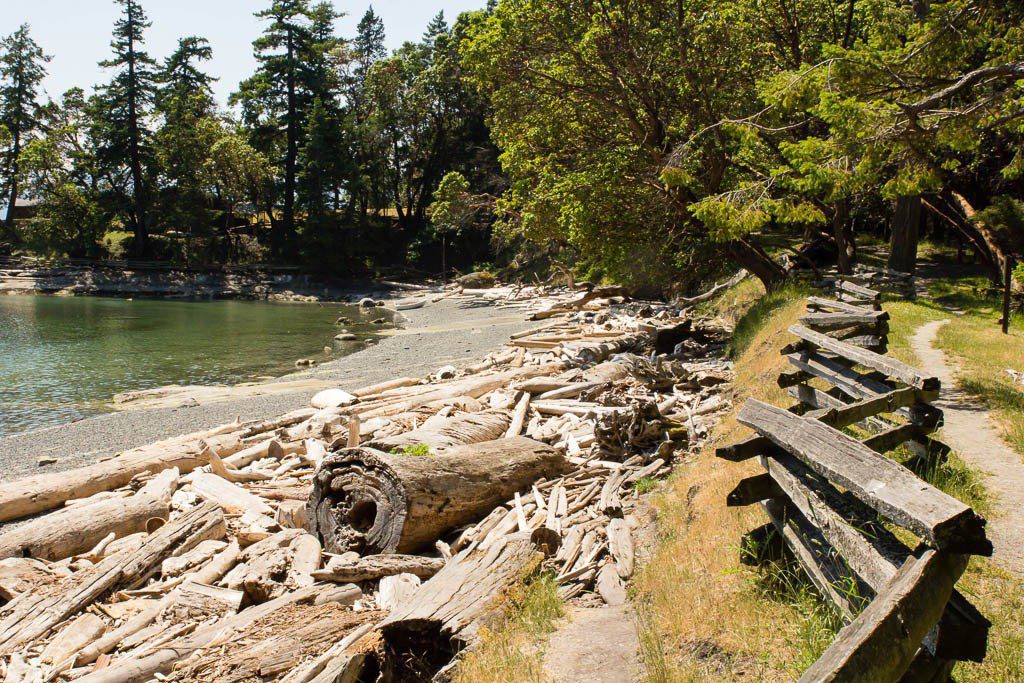 The driftwood that hurt me. Stupid driftwood.