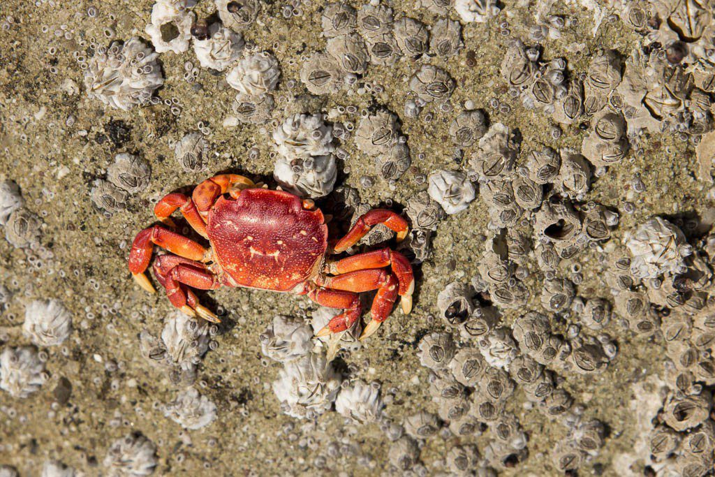 Tiny crab