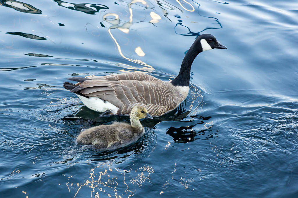 Little gooselets!