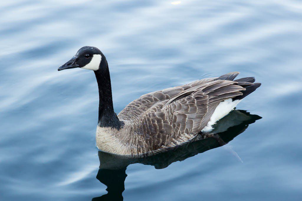 No one feeds these geese....ever.