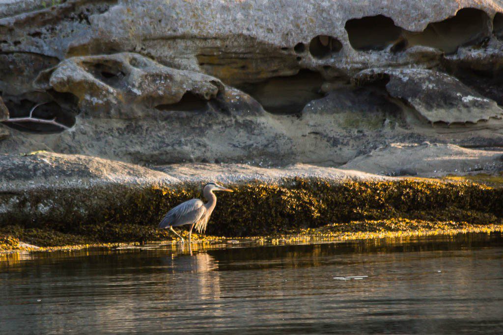 Crane hunting fish