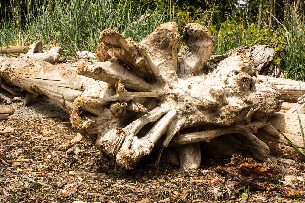 The root balls on these driftwood trees are so neat. Someday I'm going to saw the end off one and make a table out of it.