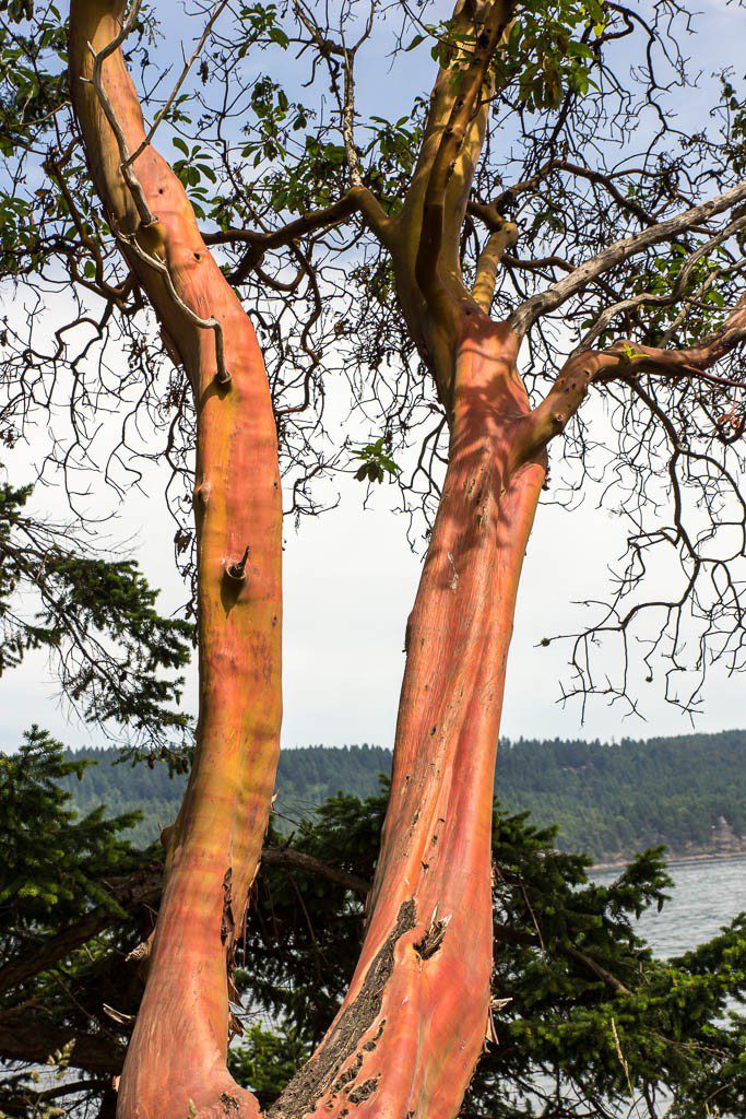 colorful Madrona trees