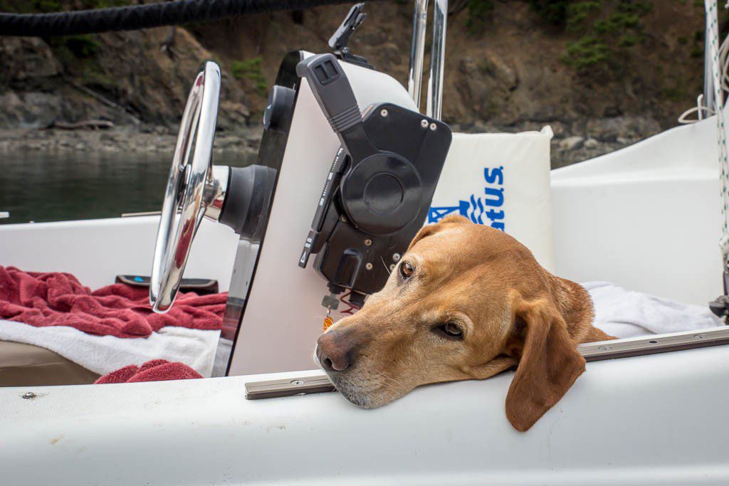 Good ole boat dog