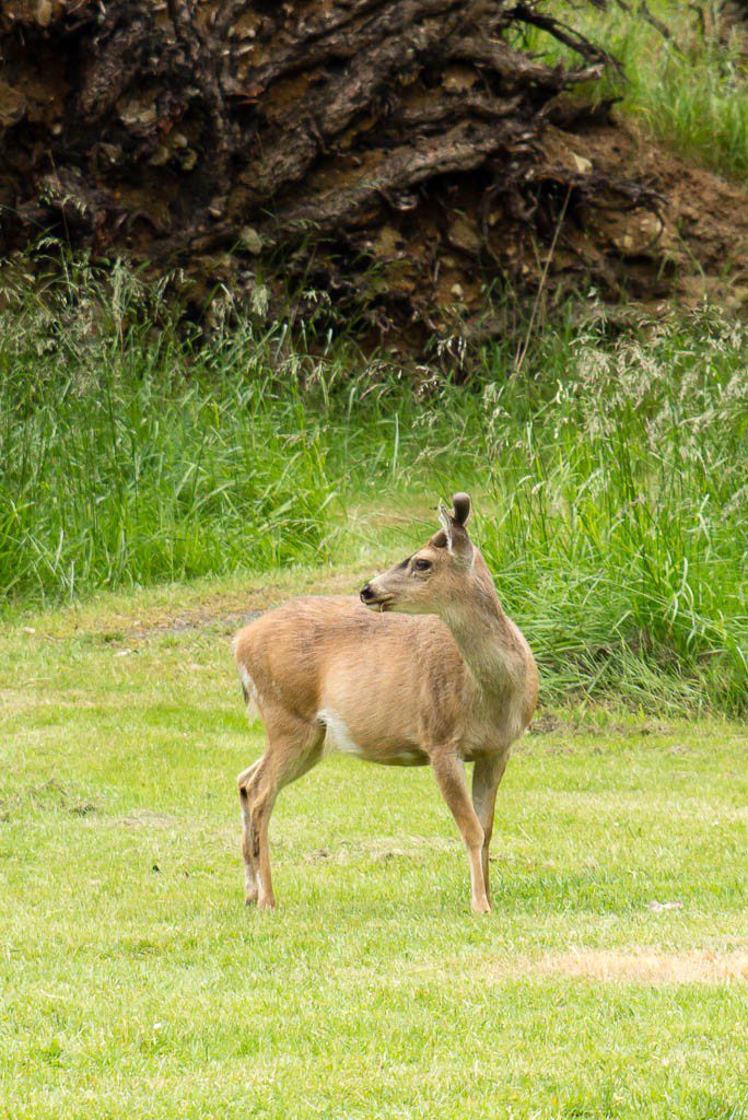 Lots of fat happy deer