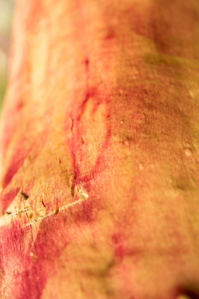 Heart in the madrona tree