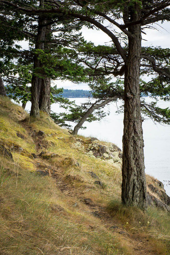 Trees along the cliff