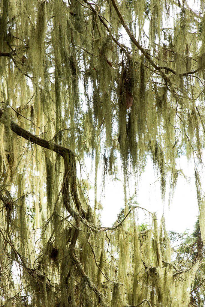 Spanish moss