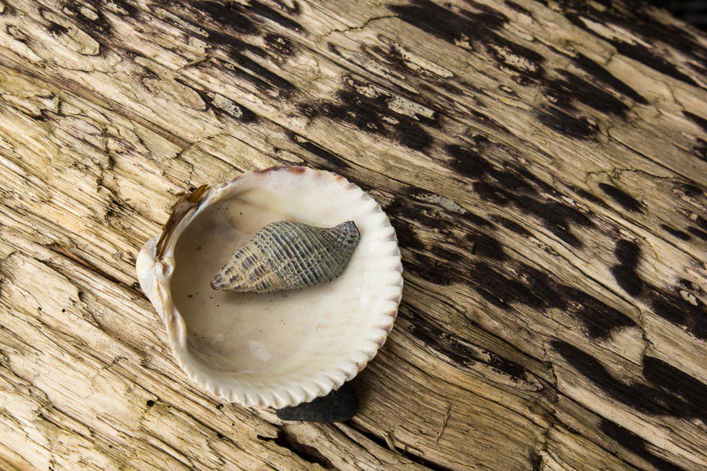 Shells on driftwood