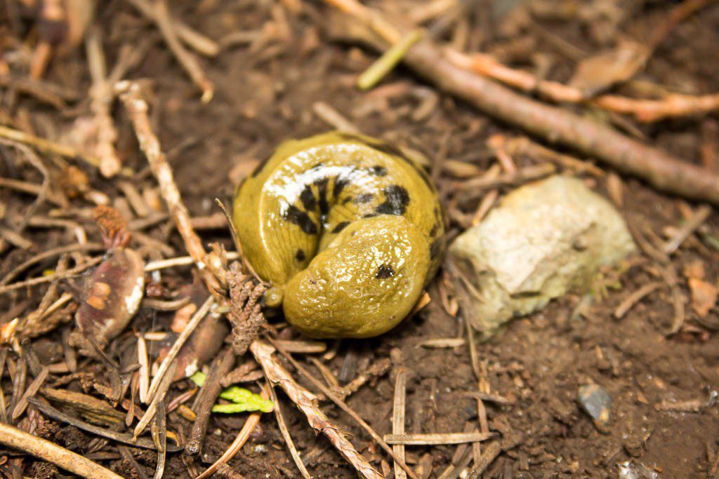 This one was curled up into a little cat-nap ball.