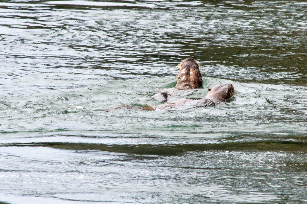 It occurs to me that I can't really tell the difference between an otter and a seal. Jason had to point it out to me. Derp.