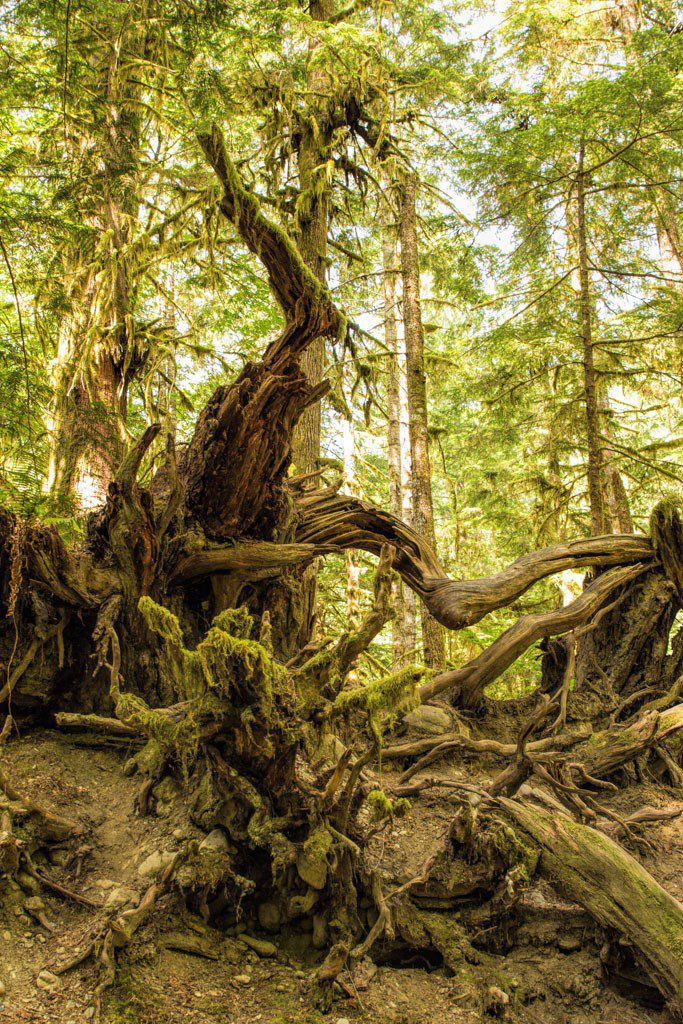 Love the shapes made by fallen trees